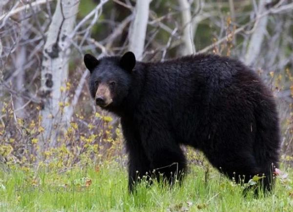 What to Expect on a Wyoming Guided Spring Bear Hunt: Tactics, Terrain, and Trophy Boars