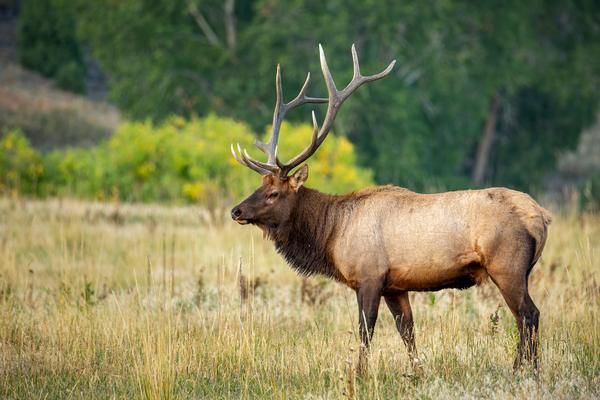 What to Expect on a Guided Wyoming Elk Hunt: A First-Time Hunter’s Guide