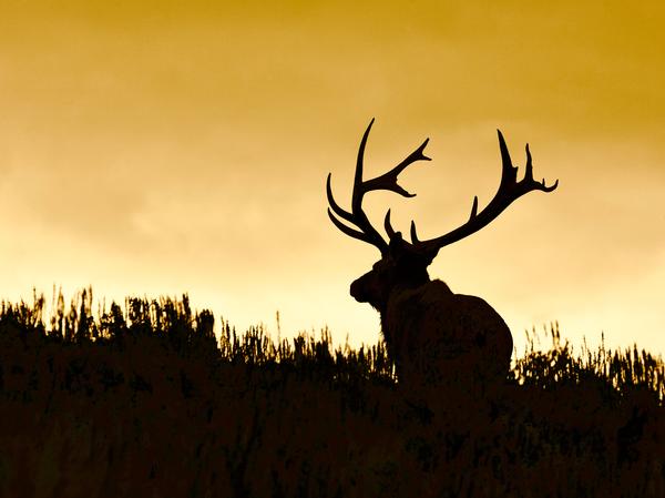 How to Navigate the Wyoming Big Game Draw & Preference Points for Non-Residents