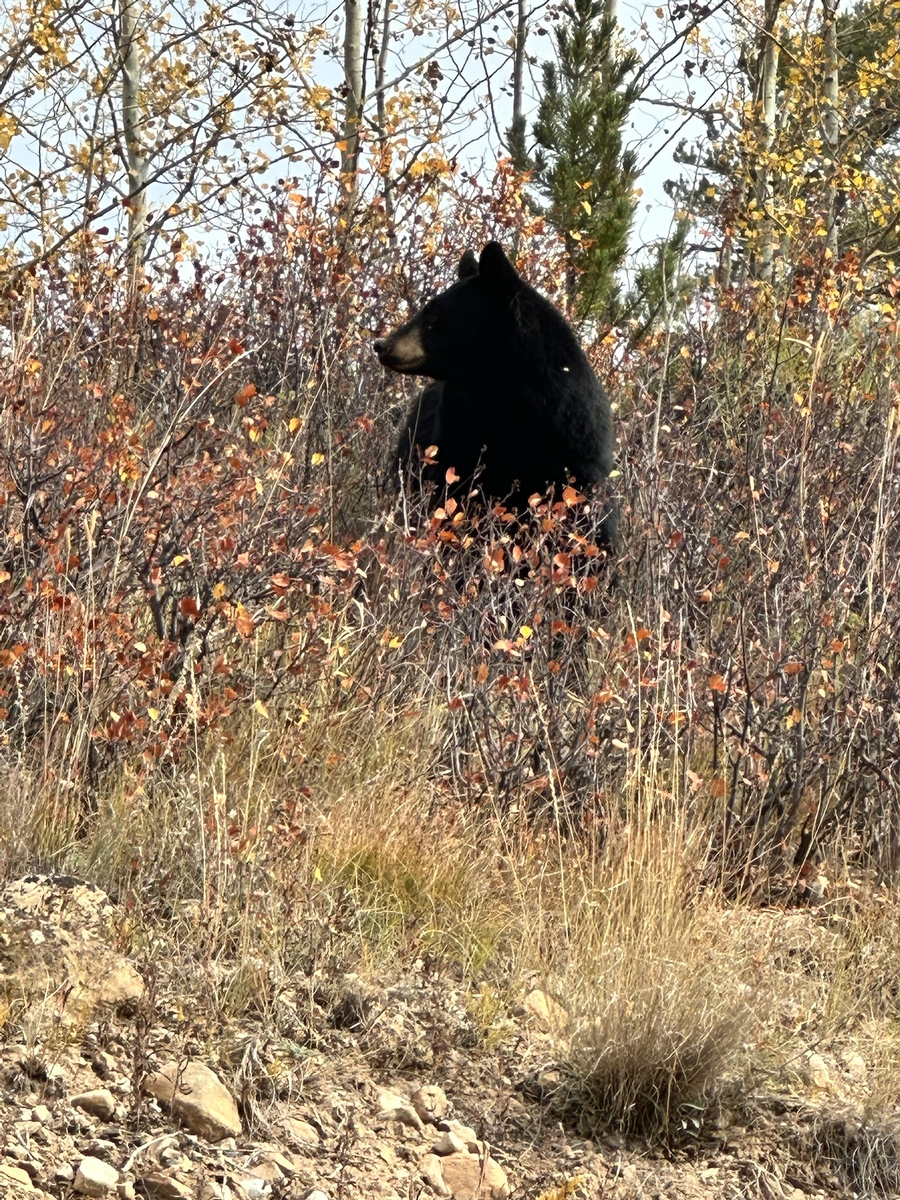 Fall Black Bear Hunts