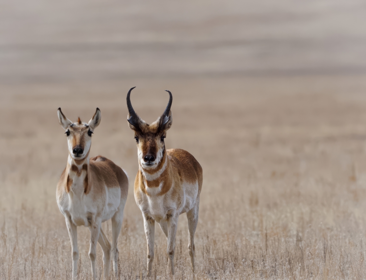 Wyoming Antelope Hunting
